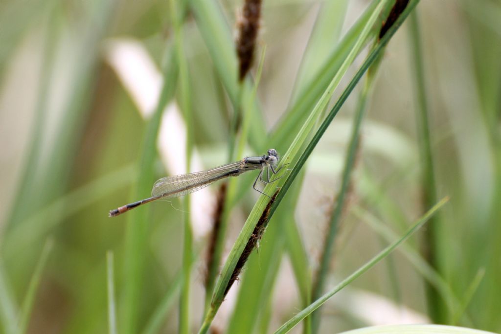 Ischnura elegans,  maschio giovane